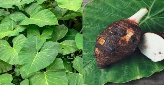 अरबी के पत्ते खाने से सेहत को मिलते हैं ये गजब के फायदे, यहां देखे…