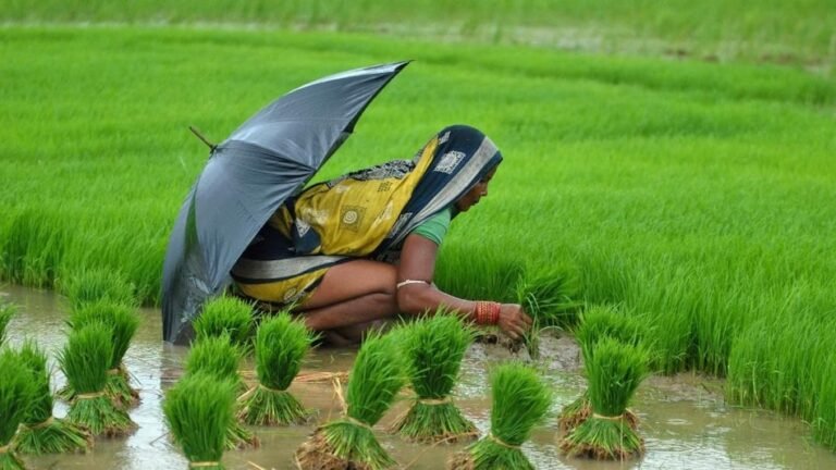 धान की खेती के लिए किसानों के लिए आवश्यक बातें